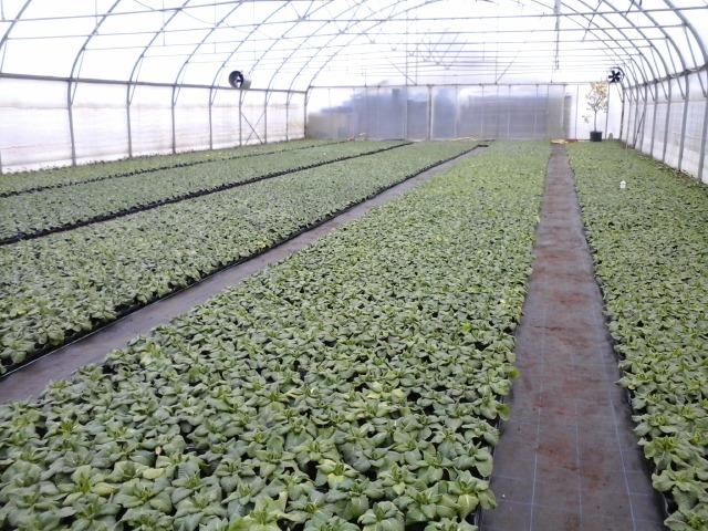 Urejanje parkov Ajdovščina