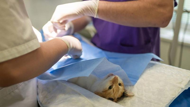 Dober veterinar Gorenjska