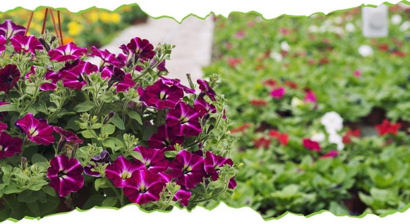 Vrtnarstvo in cvetličarstvo Sežana, Primorska