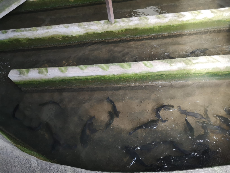 Eko postrvi Brežice