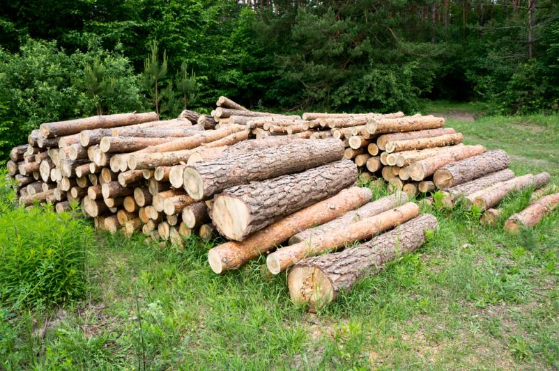 Gospodarjenje z gozdom Bela krajina