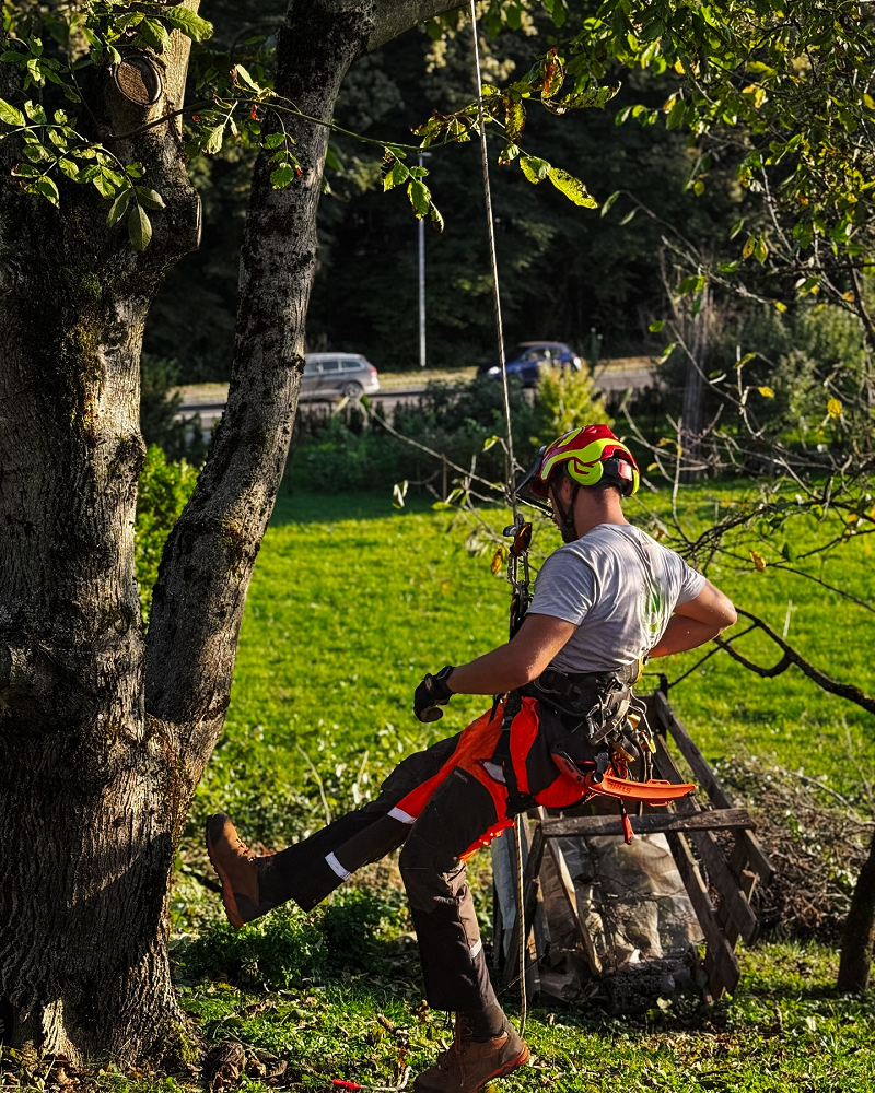 Ugodno obrezovanje dreves Gorenjska regija