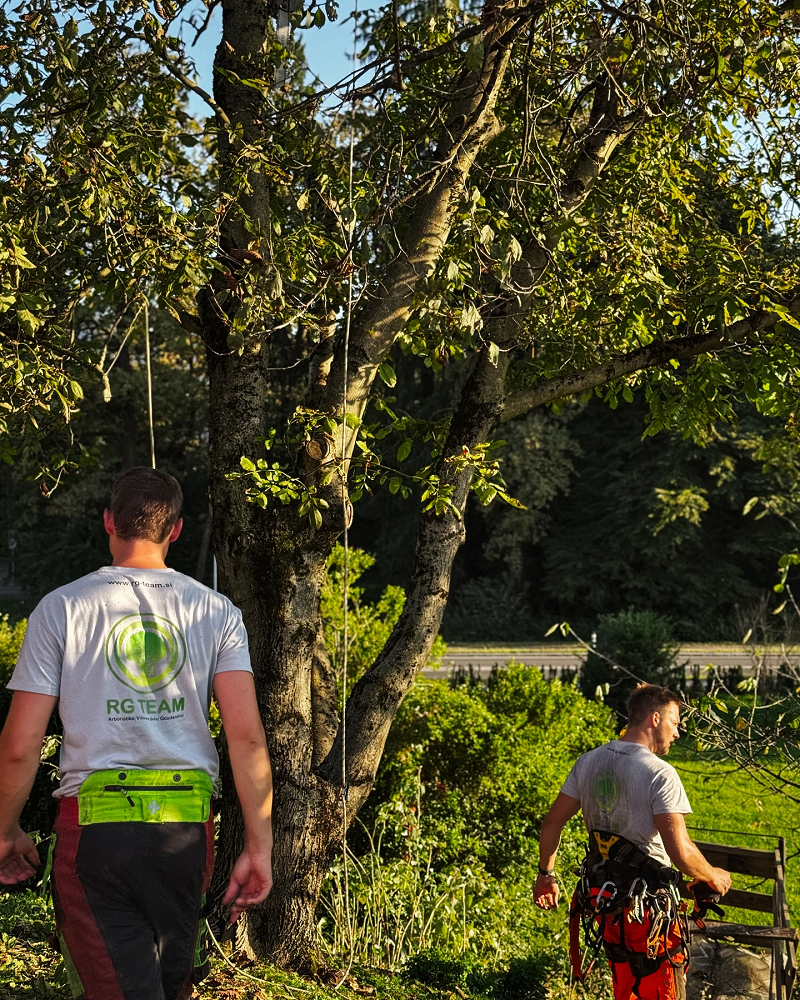 Poceni obrezovanje dreves Gorenjska