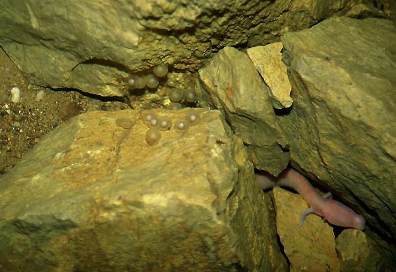 Zatočišče za človeške ribice