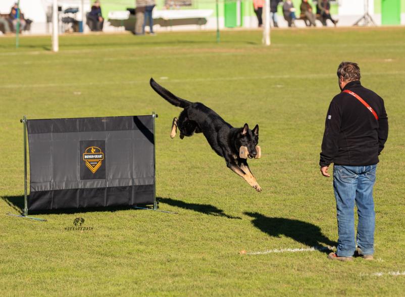 DBOS, Društvo belgijskih ovčarjev Slovenije
