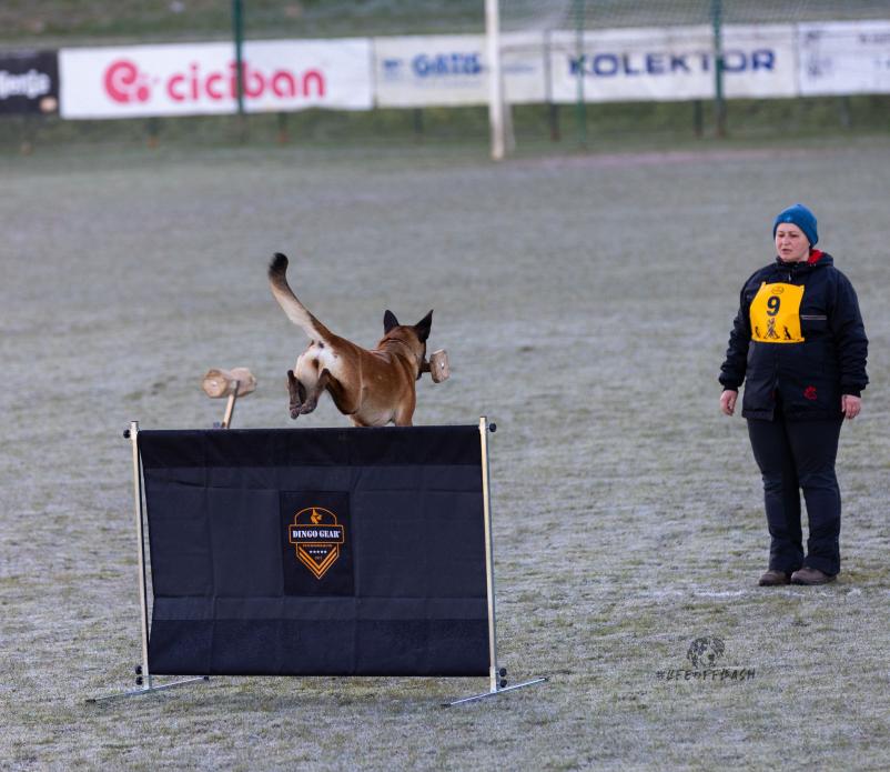 Delavnice v Društvu belgijskih ovčarjev Slovenije