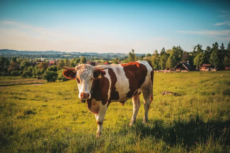 Govedoreja Novo mesto, Dolenjska