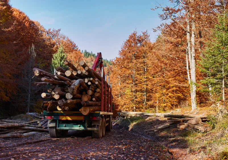 Hiter transport hlodovine Slovenija