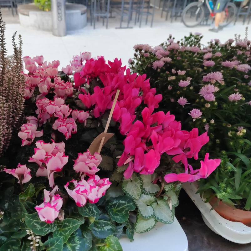 Cvetličarna Ljubljana center