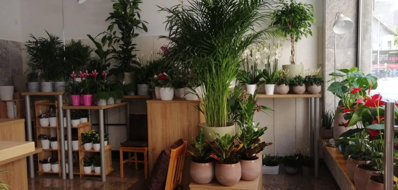 Ugodne lončnice Ljubljana center