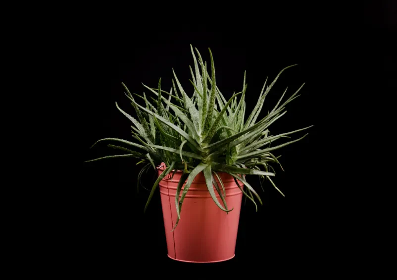 Izdelki iz aloe vere Štajerska