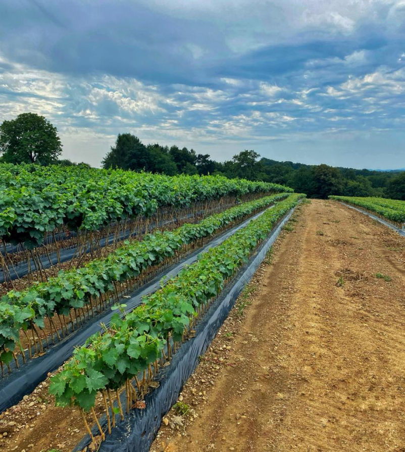 Günstige Rebpflanzen