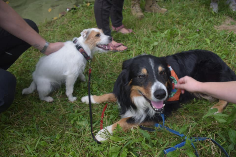 Rod morskih Viharnikov