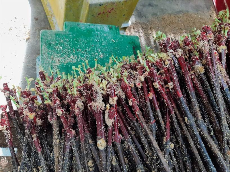 Ugodne sadike za vino Ptuj