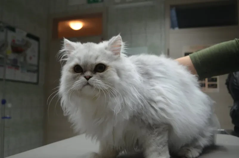 Ugodno veterinarstvo Murska Sobota, Pomurje