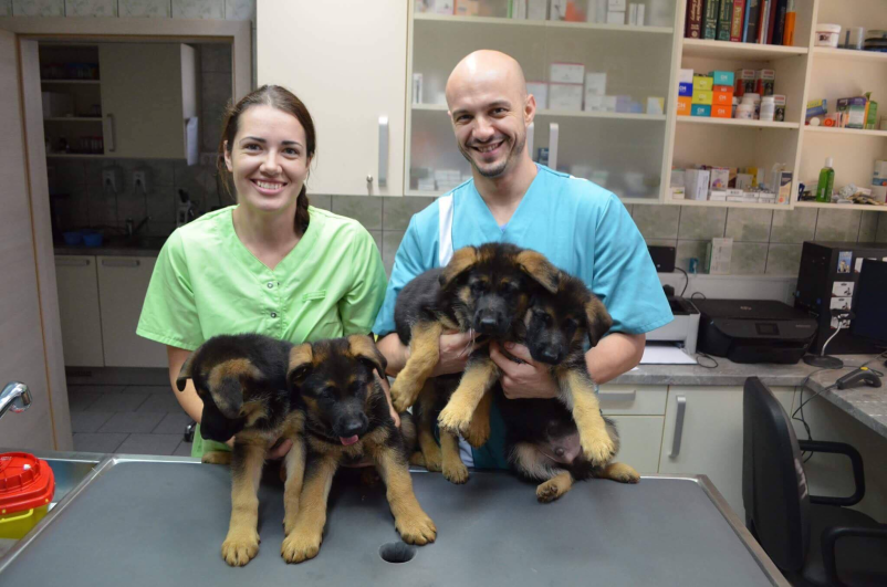 Dežurno veterinarstvo Murska Sobota