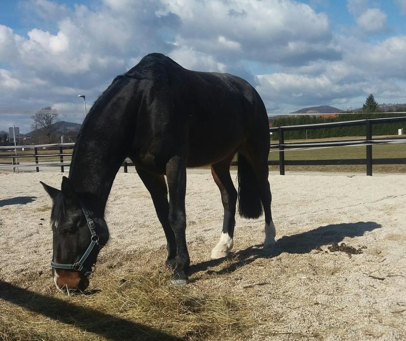Ugodno učenje jahanja konj za odrasle Celje, Savinjska