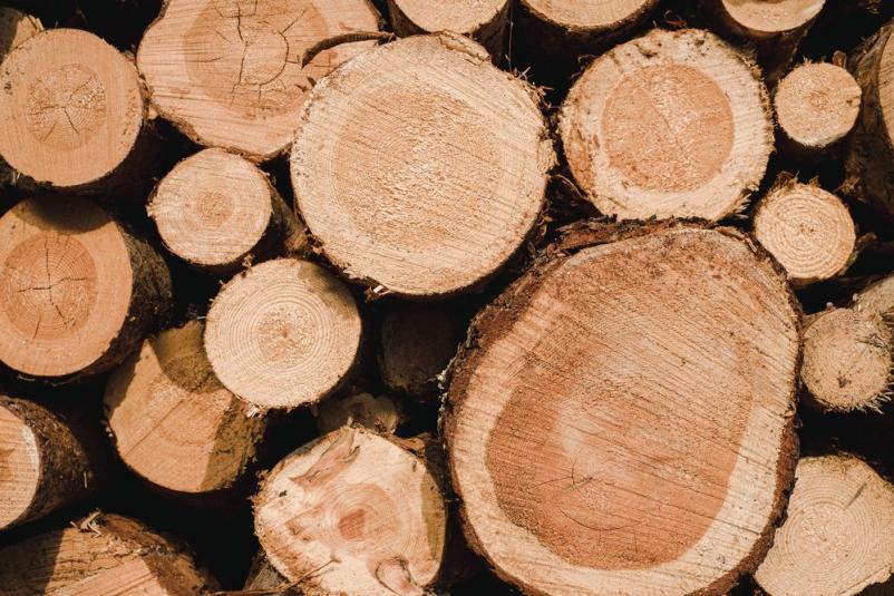 Odkup hlodovine bukev