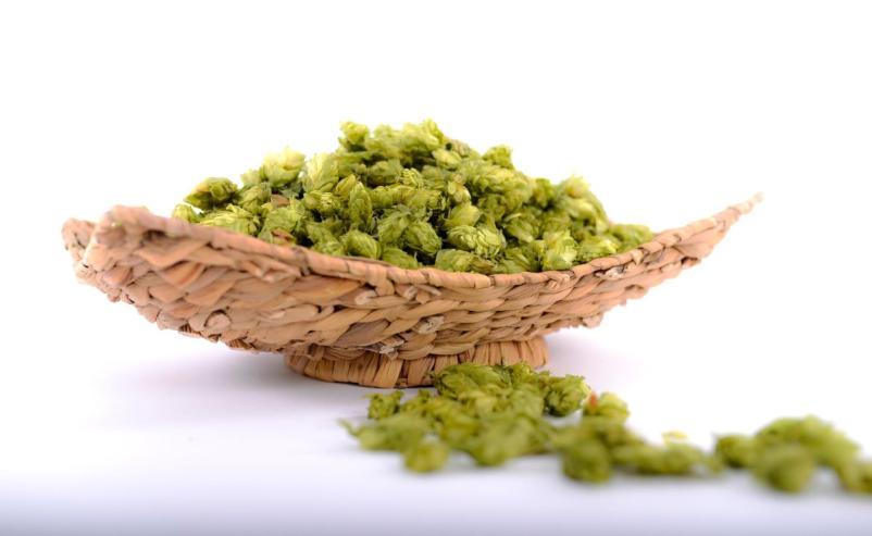 Od suhega hmelja v vrečah do svežega hmelja in hmelja v briketih