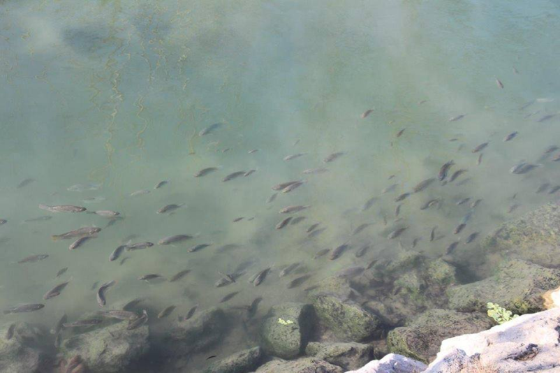 Ribiška dovolilnica Krka