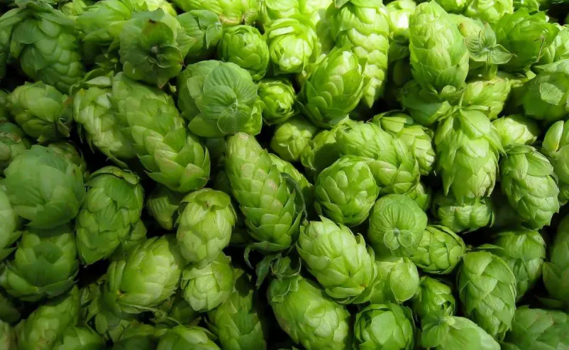 Sale of Slovenian hops