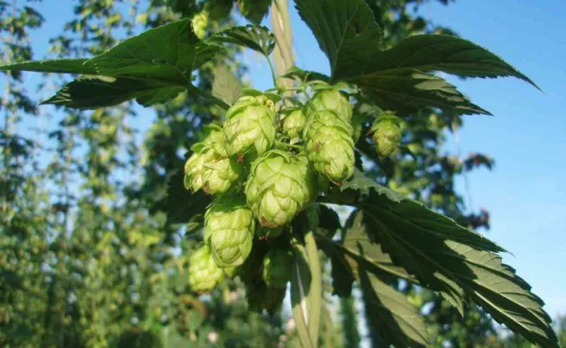 Quality sale of Slovenian hops