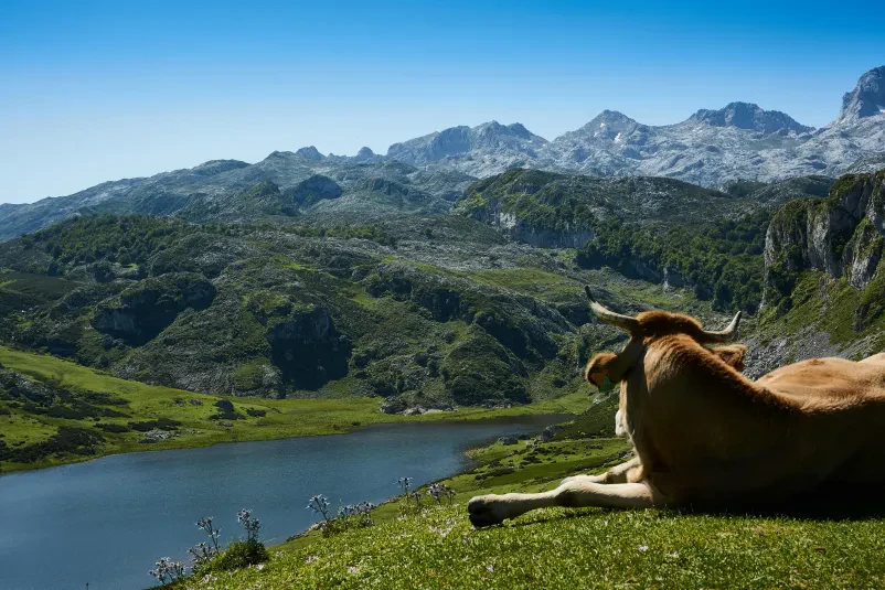 Živinoreja Gorenjska regija