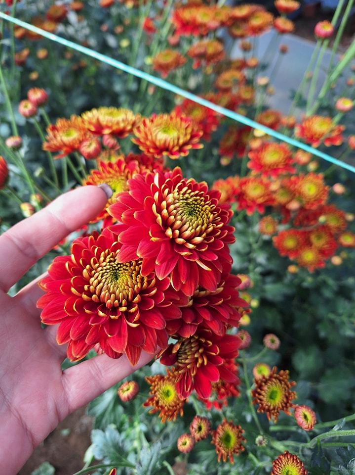 Rezano cvetje Markovci