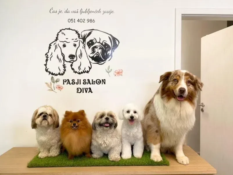 Iščete dober pasji salon v Ljubljani?