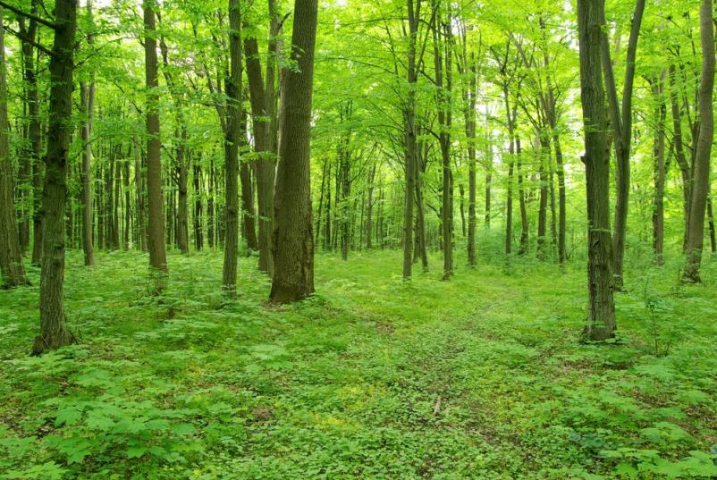 Günstige Forstdienstleistungen Steiermark