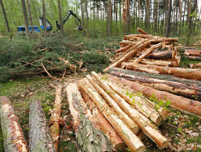 Wir sind ein zuverlässiger Forstdienstleister in der Steiermark