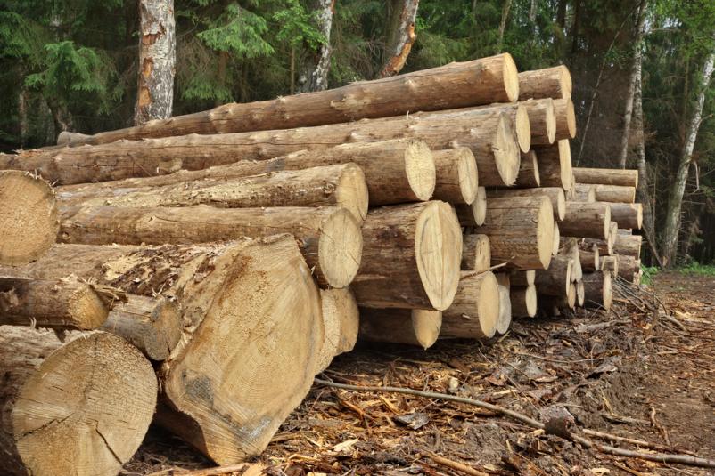 Ugoden razrez lesa Kranj, Gorenjska 