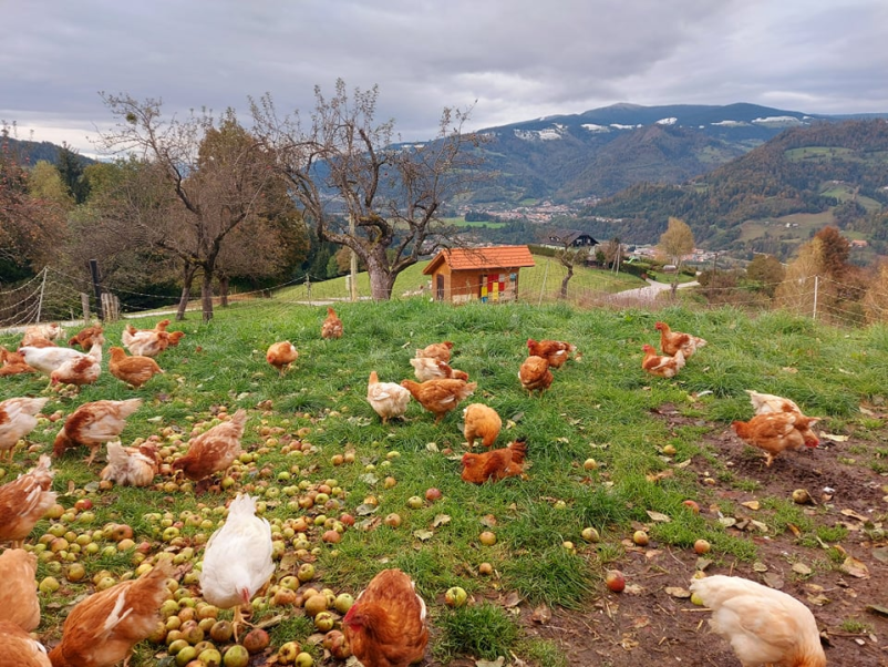 Turistična kmetija Koroška