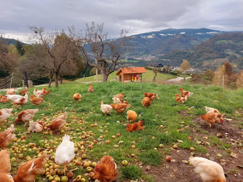 Turistična kmetija Koroška