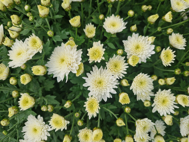 Najboljša vrtnarija Sečovlje, okolica