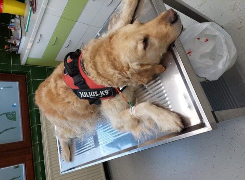 Dober veterinar Notranjska, Postojna