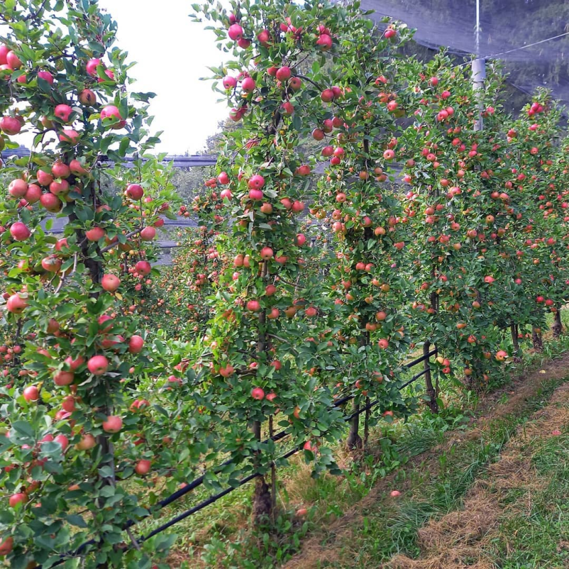 Domač jabolčni kis