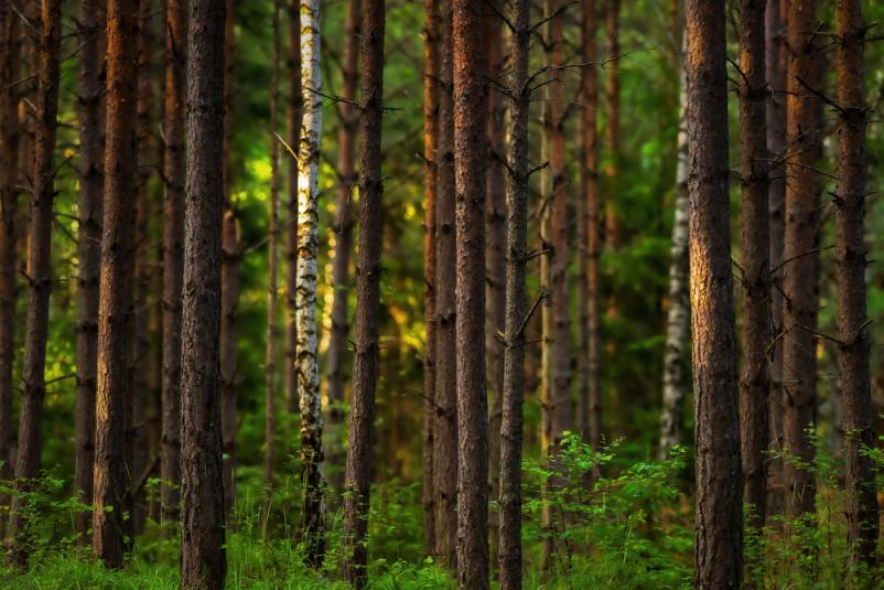 Ugodne gozdarske storitve Loška dolina