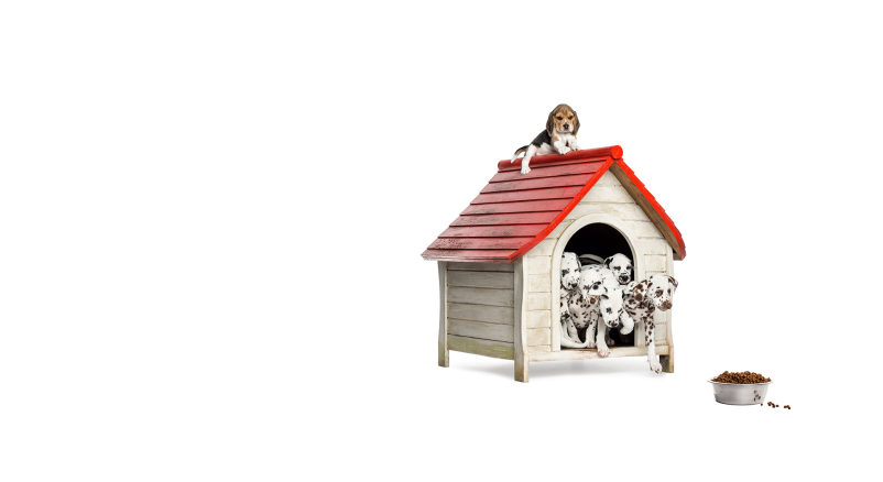 Pasji in mačji hotel Trebnje