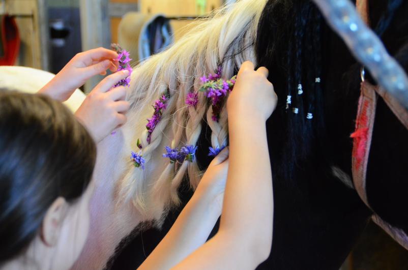 Poletni tabori s konji 