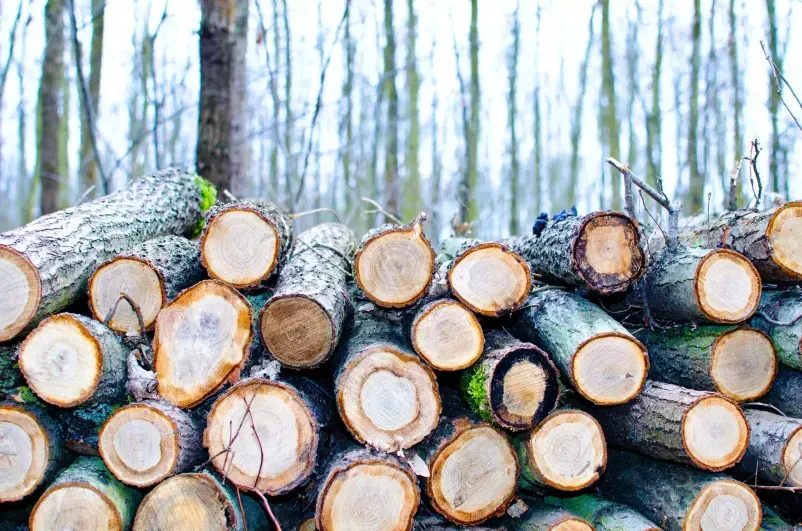 Ugoden posek in spravilo lesa Osrednja Slovenija
