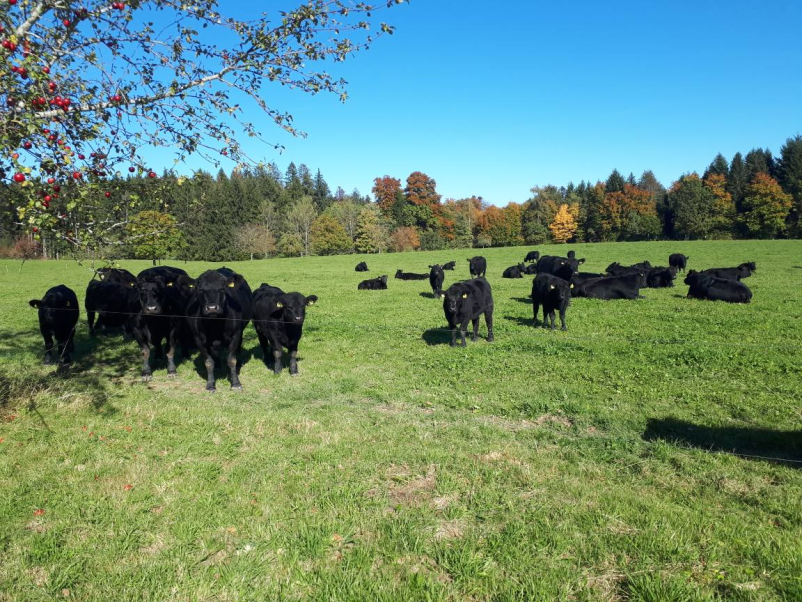 Nakup plemenske telice