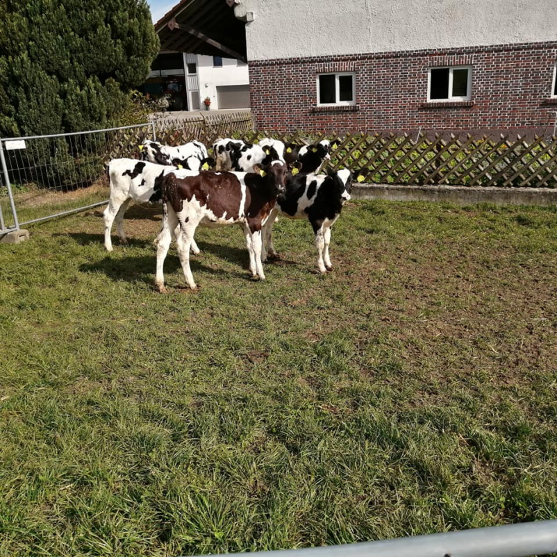 Kje kupiti plemensko živino