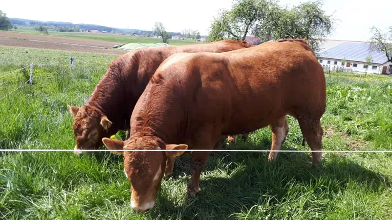 Posredovanje pri nakupu živine