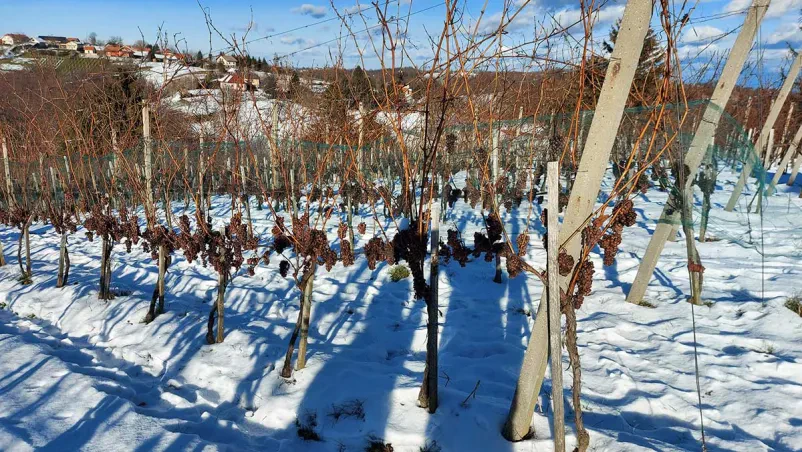 Trsne cepljenke Štajerska, Slovenija