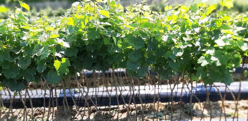 Trsničarstvo Slovenija