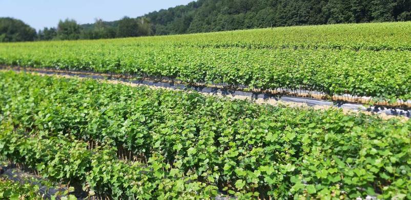 Ugodne trsne cepljenke Slovenija