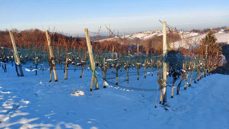 Ugodne trsne cepljenke Slovenija, Evropa