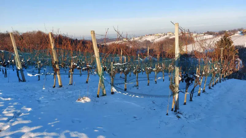 Ugodne trsne cepljenke Slovenija, Evropa