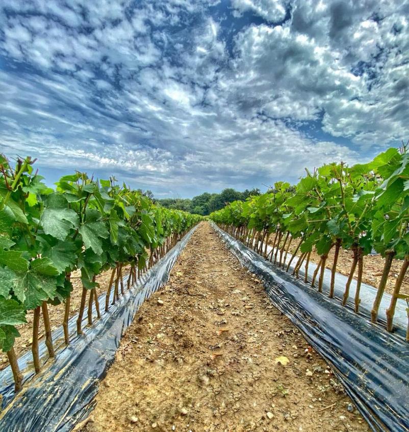 Različne vrste trsnih cepljenk Slovenija
